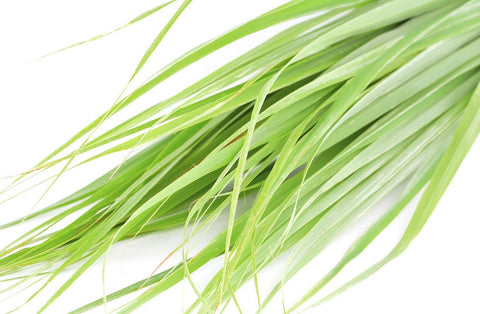 Citronella Oil (Ceylon)