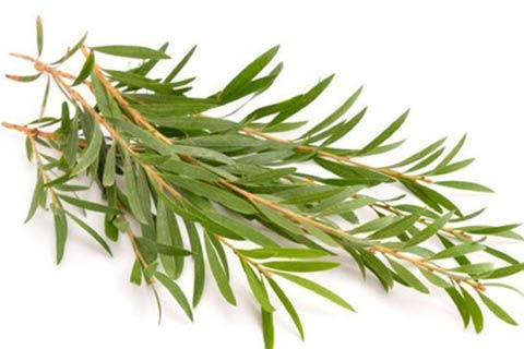 Tea Tree Oil